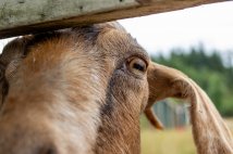 Un punto di vista antispecista sulle capre appartenute ad Agitu Ideo Gudeta