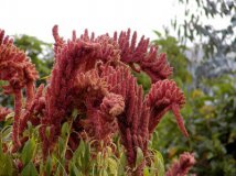La natura colpisce ancora: Amaranto Inca divora OGM della Monsanto 