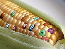 Continua l'offensiva contro gli OGM