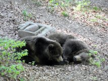 Sta per essere trasferita in uno zoo in Germania l’orsa DJ3, la figlia di Daniza detenuta al Casteller di Trento da 10 anni
